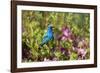 Indigo Bunting Male in Azalea Bush. Marion, Illinois, Usa-Richard ans Susan Day-Framed Photographic Print