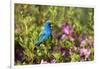 Indigo Bunting Male in Azalea Bush. Marion, Illinois, Usa-Richard ans Susan Day-Framed Photographic Print