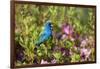 Indigo Bunting Male in Azalea Bush. Marion, Illinois, Usa-Richard ans Susan Day-Framed Photographic Print