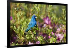 Indigo Bunting Male in Azalea Bush. Marion, Illinois, Usa-Richard ans Susan Day-Framed Photographic Print