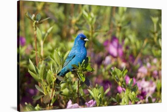 Indigo Bunting Male in Azalea Bush. Marion, Illinois, Usa-Richard ans Susan Day-Stretched Canvas