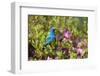 Indigo Bunting Male in Azalea Bush. Marion, Illinois, Usa-Richard ans Susan Day-Framed Photographic Print