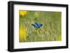 Indigo Bunting Male on Butterweed, Marion, Illinois, Usa-Richard ans Susan Day-Framed Photographic Print