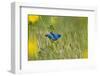 Indigo Bunting Male on Butterweed, Marion, Illinois, Usa-Richard ans Susan Day-Framed Photographic Print