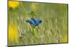 Indigo Bunting Male on Butterweed, Marion, Illinois, Usa-Richard ans Susan Day-Mounted Photographic Print