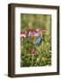 Indigo Bunting Male on Purple Coneflower. Marion, Illinois, Usa-Richard ans Susan Day-Framed Photographic Print