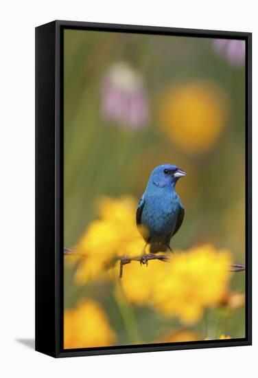 Indigo Bunting on Barbed Wire Fence in Garden, Marion, Illinois, Usa-Richard ans Susan Day-Framed Stretched Canvas