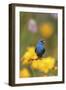 Indigo Bunting on Barbed Wire Fence in Garden, Marion, Illinois, Usa-Richard ans Susan Day-Framed Photographic Print