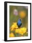 Indigo Bunting on Barbed Wire Fence in Garden, Marion, Illinois, Usa-Richard ans Susan Day-Framed Photographic Print