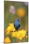 Indigo Bunting on Barbed Wire Fence in Garden, Marion, Illinois, Usa-Richard ans Susan Day-Mounted Photographic Print
