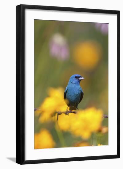 Indigo Bunting on Barbed Wire Fence in Garden, Marion, Illinois, Usa-Richard ans Susan Day-Framed Photographic Print