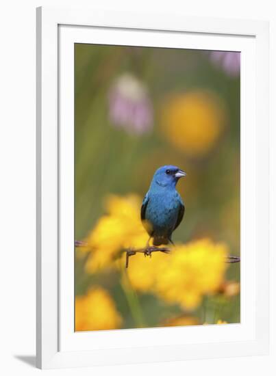 Indigo Bunting on Barbed Wire Fence in Garden, Marion, Illinois, Usa-Richard ans Susan Day-Framed Photographic Print