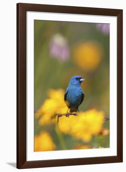 Indigo Bunting on Barbed Wire Fence in Garden, Marion, Illinois, Usa-Richard ans Susan Day-Framed Photographic Print