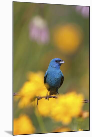 Indigo Bunting on Barbed Wire Fence in Garden, Marion, Illinois, Usa-Richard ans Susan Day-Mounted Photographic Print