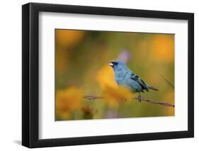 Indigo Bunting on Barbed Wire Fence in Garden, Marion, Illinois, Usa-Richard ans Susan Day-Framed Photographic Print