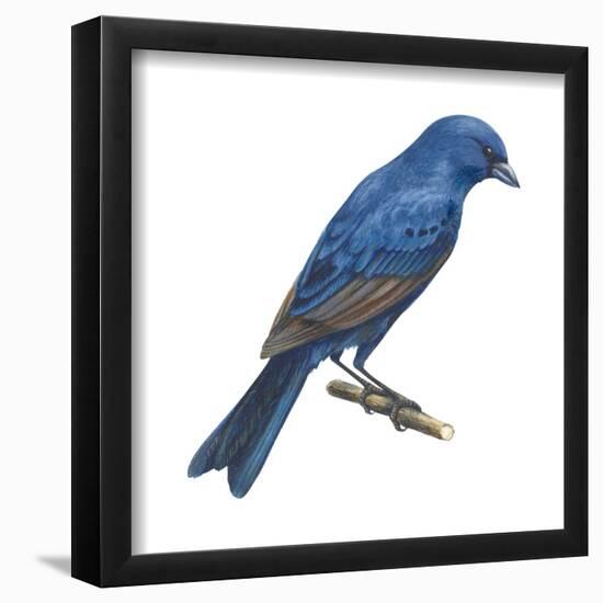 Indigo Bunting (Passerina Cyanea), Birds-Encyclopaedia Britannica-Framed Poster