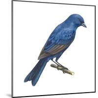 Indigo Bunting (Passerina Cyanea), Birds-Encyclopaedia Britannica-Mounted Poster