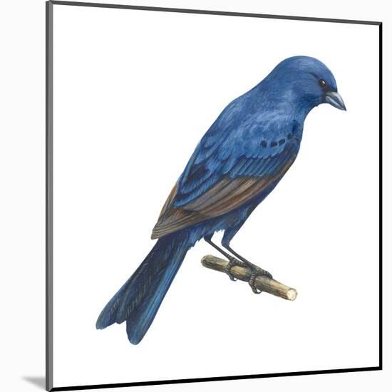 Indigo Bunting (Passerina Cyanea), Birds-Encyclopaedia Britannica-Mounted Poster