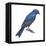 Indigo Bunting (Passerina Cyanea), Birds-Encyclopaedia Britannica-Framed Stretched Canvas