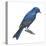 Indigo Bunting (Passerina Cyanea), Birds-Encyclopaedia Britannica-Stretched Canvas