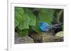 Indigo Bunting (Passerina cyanea) foraging male-Larry Ditto-Framed Photographic Print