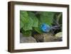 Indigo Bunting (Passerina cyanea) foraging male-Larry Ditto-Framed Photographic Print