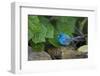 Indigo Bunting (Passerina cyanea) foraging male-Larry Ditto-Framed Photographic Print