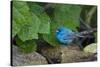 Indigo Bunting (Passerina cyanea) foraging male-Larry Ditto-Stretched Canvas