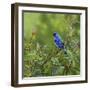 Indigo Bunting’s Meadow-Richard Clifton-Framed Giclee Print