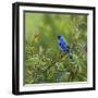 Indigo Bunting’s Meadow-Richard Clifton-Framed Giclee Print