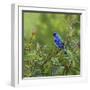 Indigo Bunting’s Meadow-Richard Clifton-Framed Giclee Print