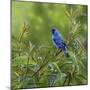 Indigo Bunting’s Meadow-Richard Clifton-Mounted Giclee Print