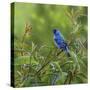 Indigo Bunting’s Meadow-Richard Clifton-Stretched Canvas