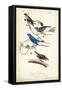 Indigo Bunting-John James Audubon-Framed Stretched Canvas