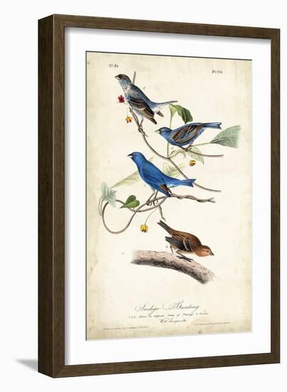 Indigo Bunting-John James Audubon-Framed Art Print