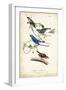 Indigo Bunting-John James Audubon-Framed Art Print