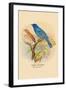 Indigo Bunting-Arthur G. Butler-Framed Art Print