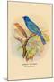 Indigo Bunting-Arthur G. Butler-Mounted Art Print