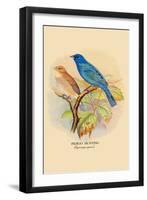 Indigo Bunting-Arthur G. Butler-Framed Art Print