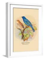 Indigo Bunting-Arthur G. Butler-Framed Art Print