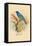 Indigo Bunting-Arthur G. Butler-Framed Stretched Canvas