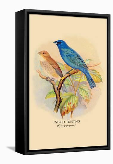 Indigo Bunting-Arthur G. Butler-Framed Stretched Canvas