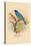 Indigo Bunting-Arthur G. Butler-Stretched Canvas