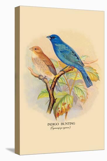 Indigo Bunting-Arthur G. Butler-Stretched Canvas