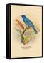 Indigo Bunting-Arthur G. Butler-Framed Stretched Canvas