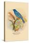 Indigo Bunting-Arthur G. Butler-Stretched Canvas