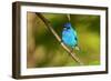 Indigo Bunting-Lantern Press-Framed Art Print