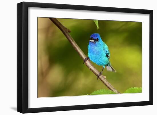 Indigo Bunting-Lantern Press-Framed Art Print