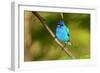 Indigo Bunting-Lantern Press-Framed Art Print