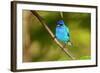 Indigo Bunting-Lantern Press-Framed Art Print